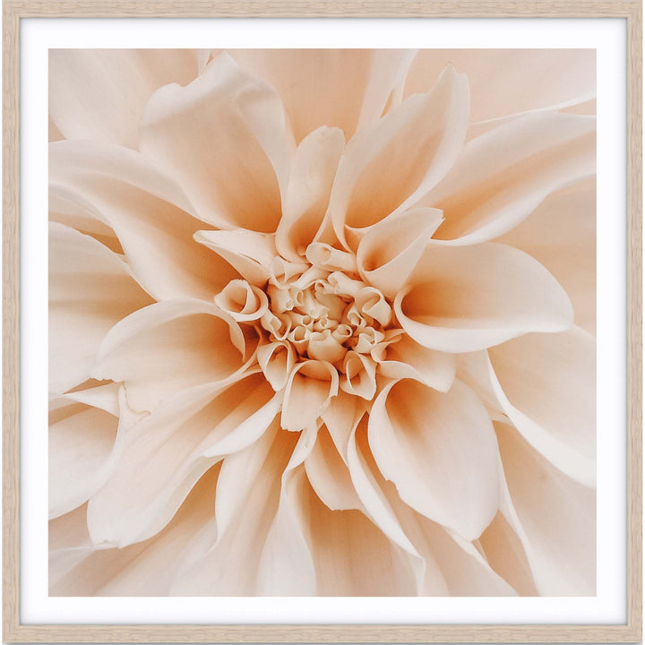 Peach Dahlia - SQUARE