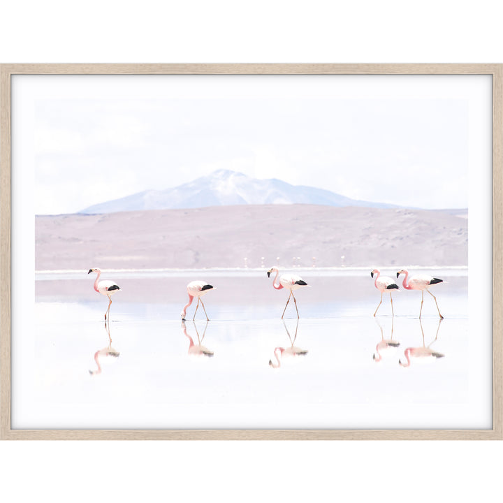 Flamingos LS - Bolivia