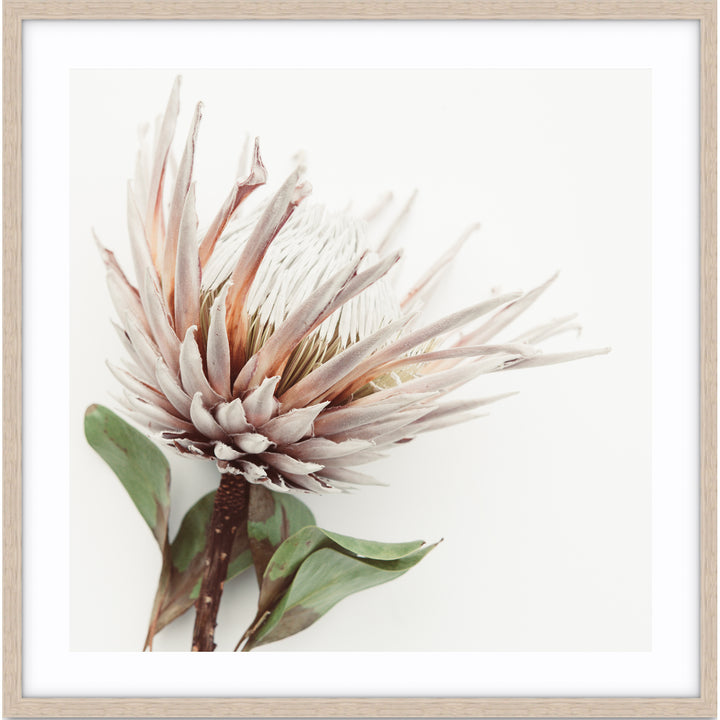 Aged King I - SQUARE