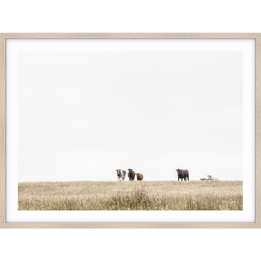 The Herd - Country Victoria