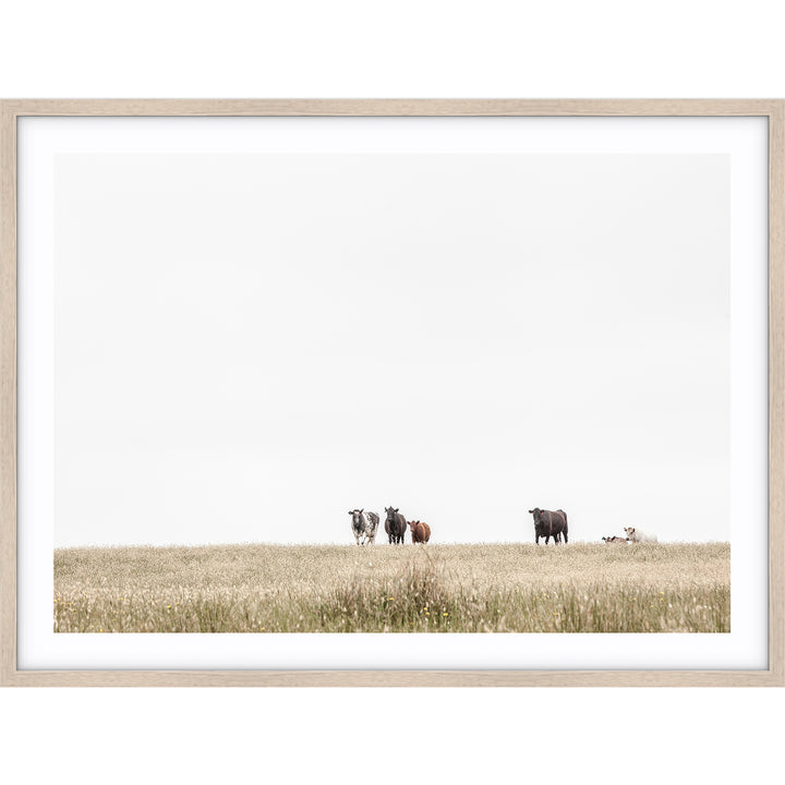 The Herd - Country Victoria