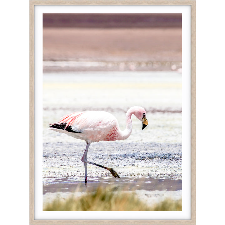 Flamingo - Bolivia