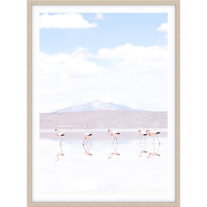 Flamingos - Chile