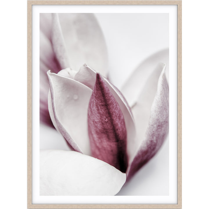 Magnolia II