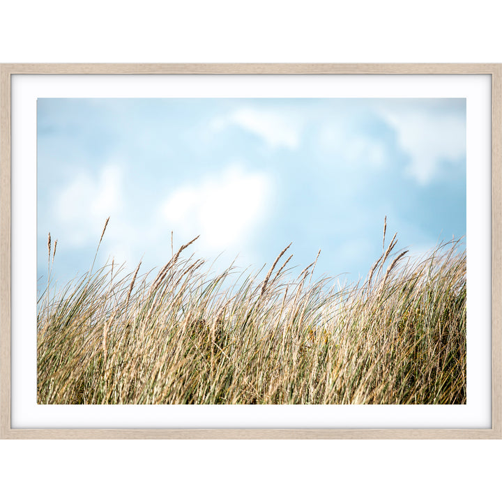 Beach Grass - Port Fairy