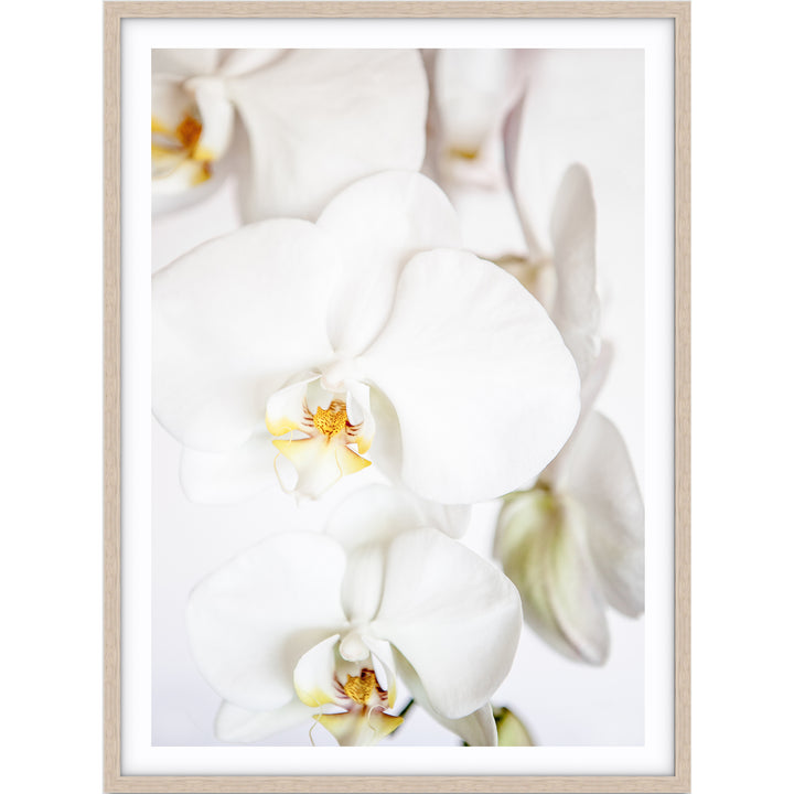 Orchid II
