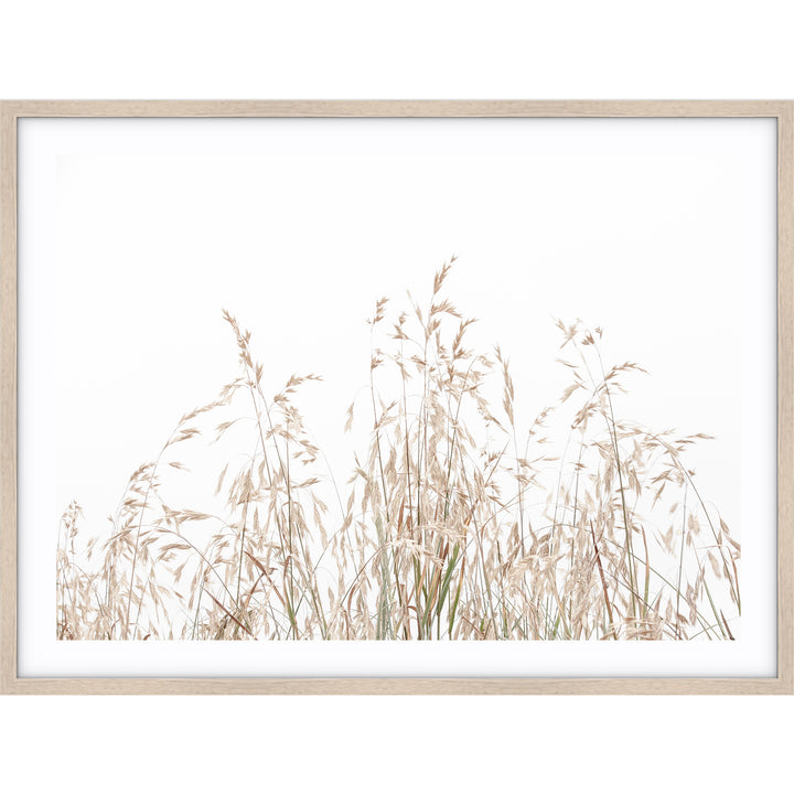 Country Grass no.1 - LS