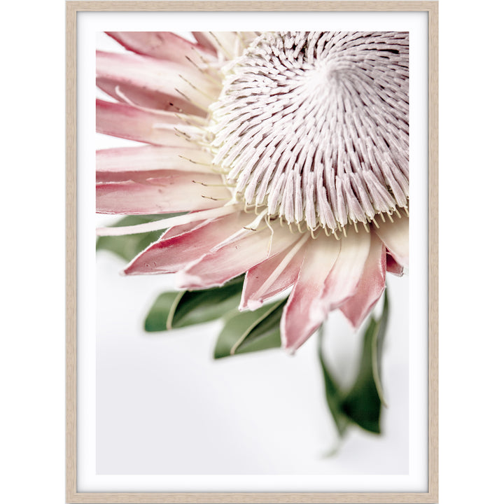 King Protea II