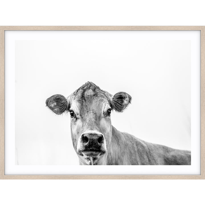 Jersey Cow B+W