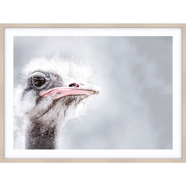 Ostrich