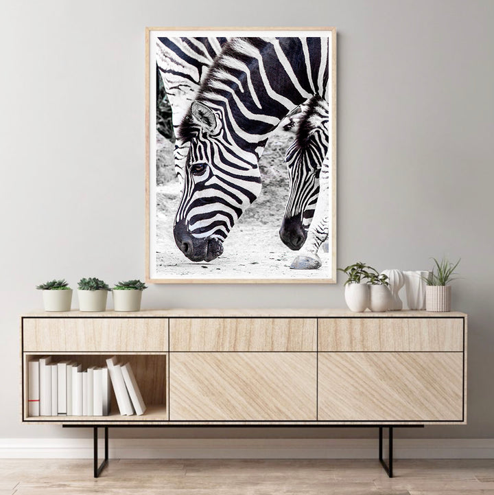 Zebra