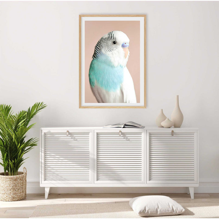 Parakeet