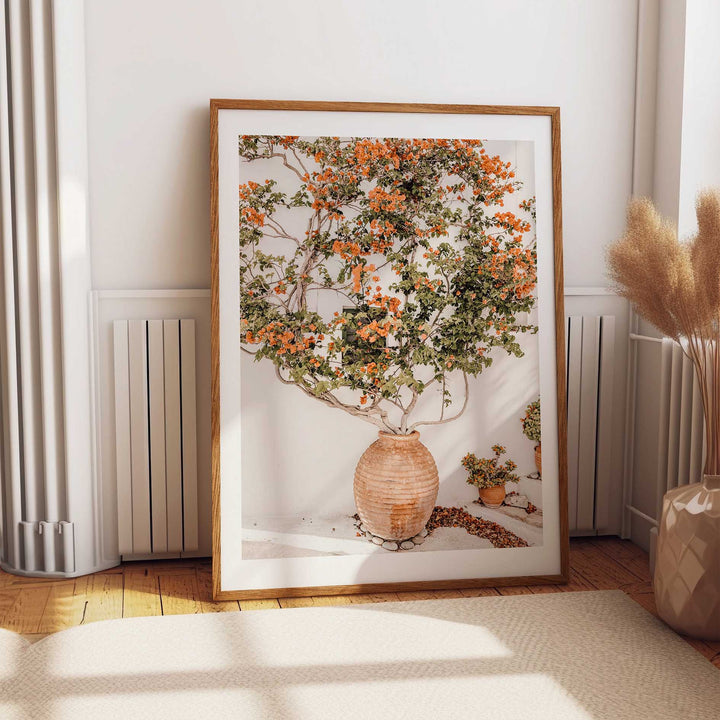 Potted Bougainvilea