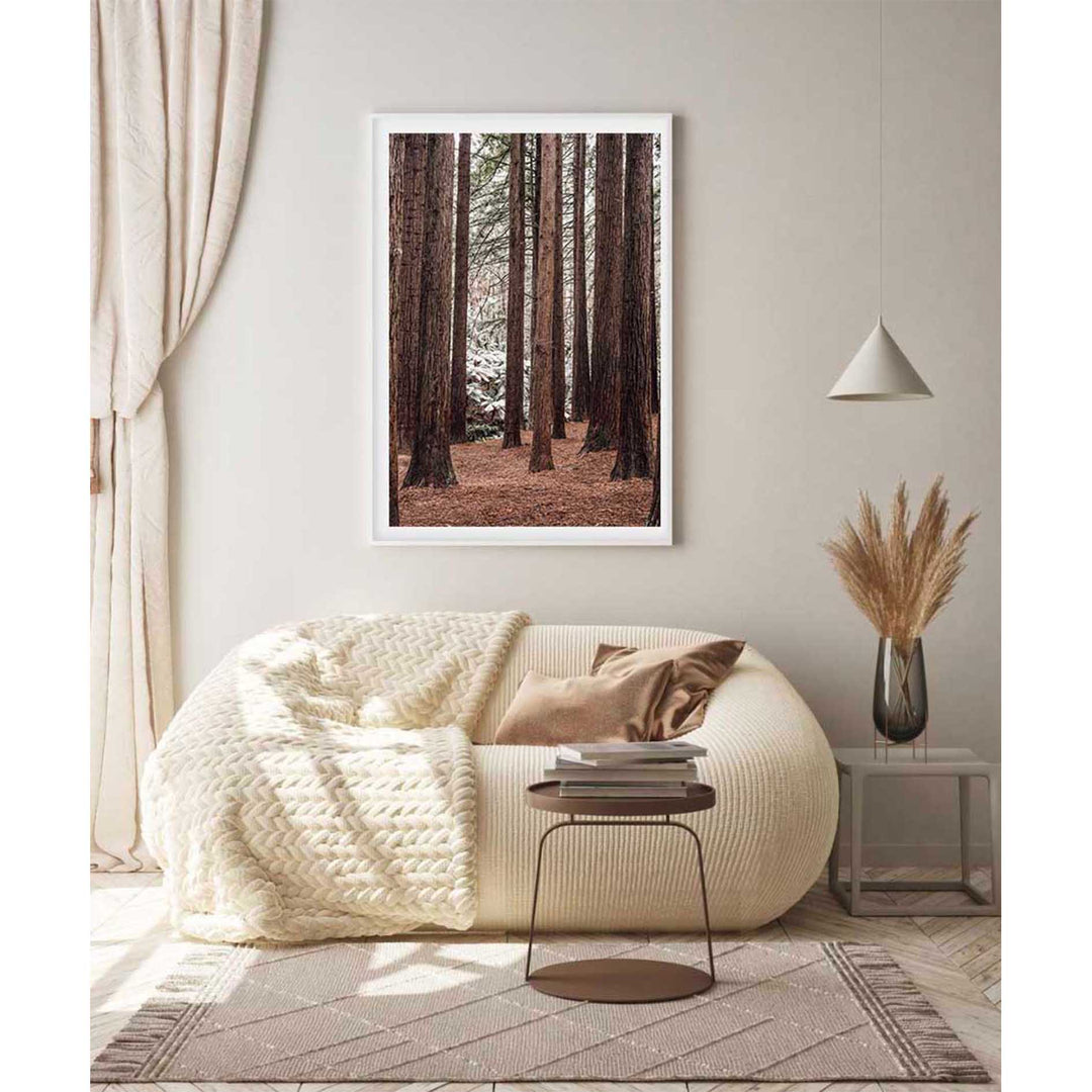 Californian Redwoods no.2 - The Otways