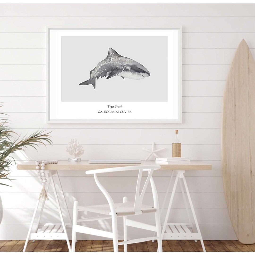 Tiger Shark
