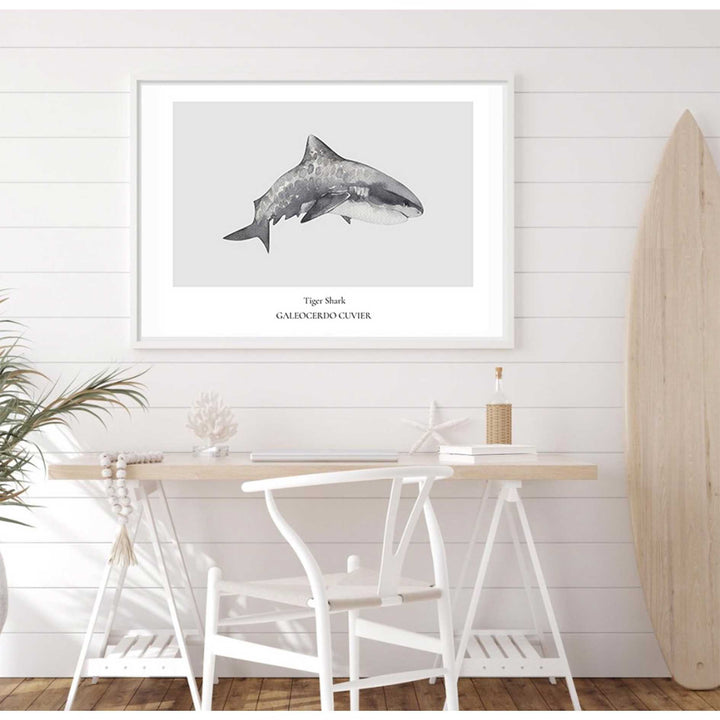 Tiger Shark