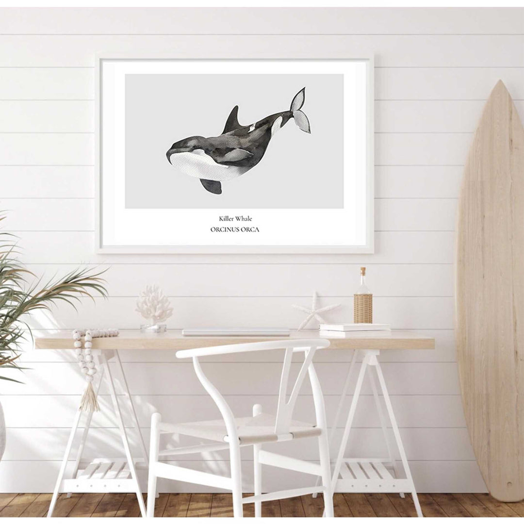 Killer Whale