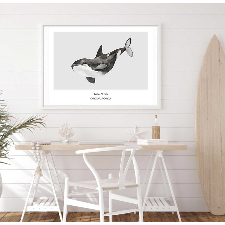 Killer Whale