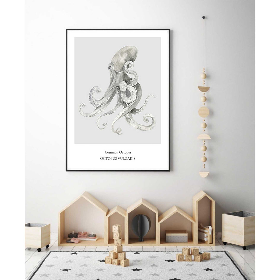 Common Octopus