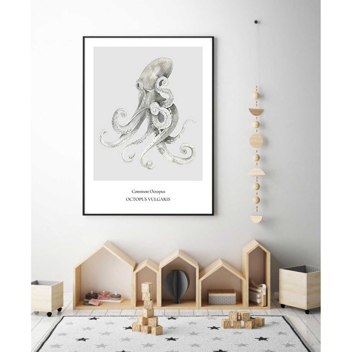 Common Octopus