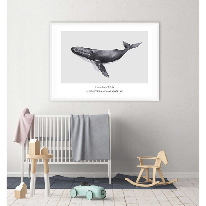 Humpback Whale