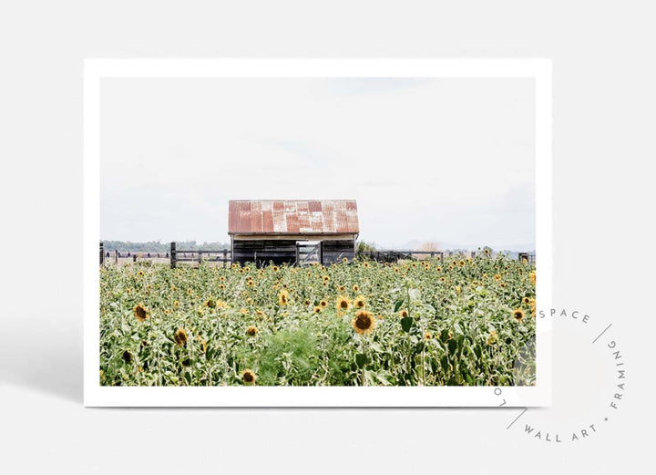 Sunflower Country A4 (21cm x 29.7cm) / No Frame Posters Prints & Visual Artwork