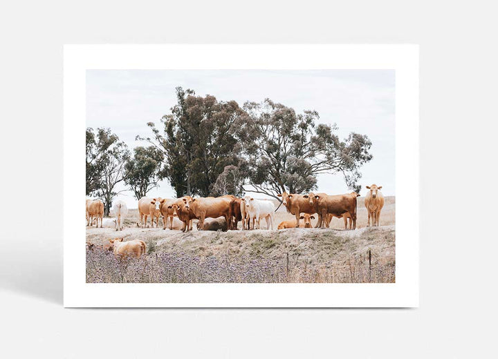 Country Cattle II