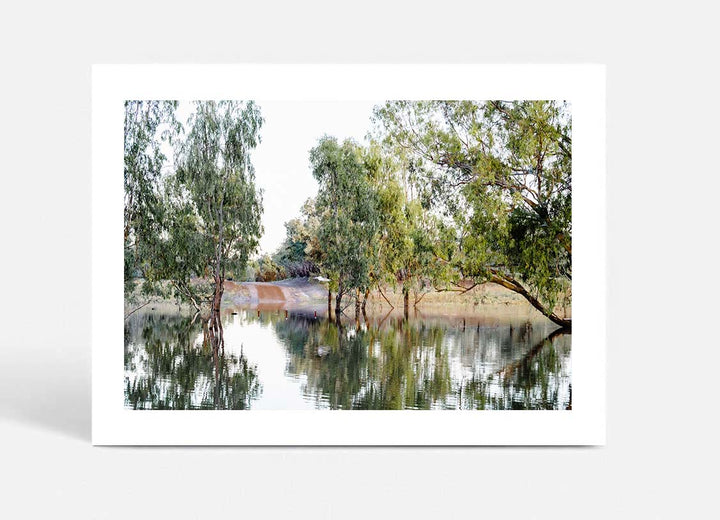 The Darling River Gum Trees II