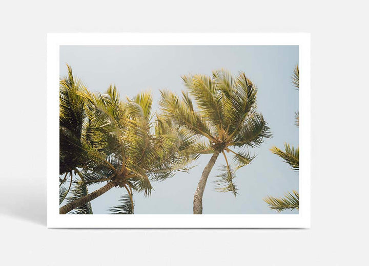 Magnetic Island Palms I