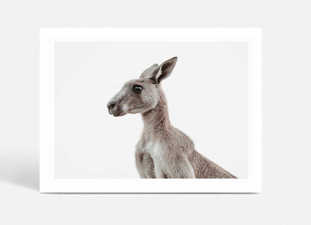 Grey Roo