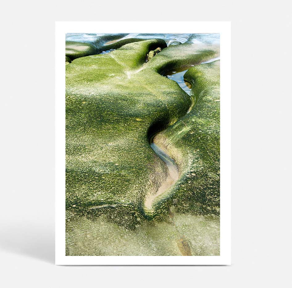 Salt & Moss II