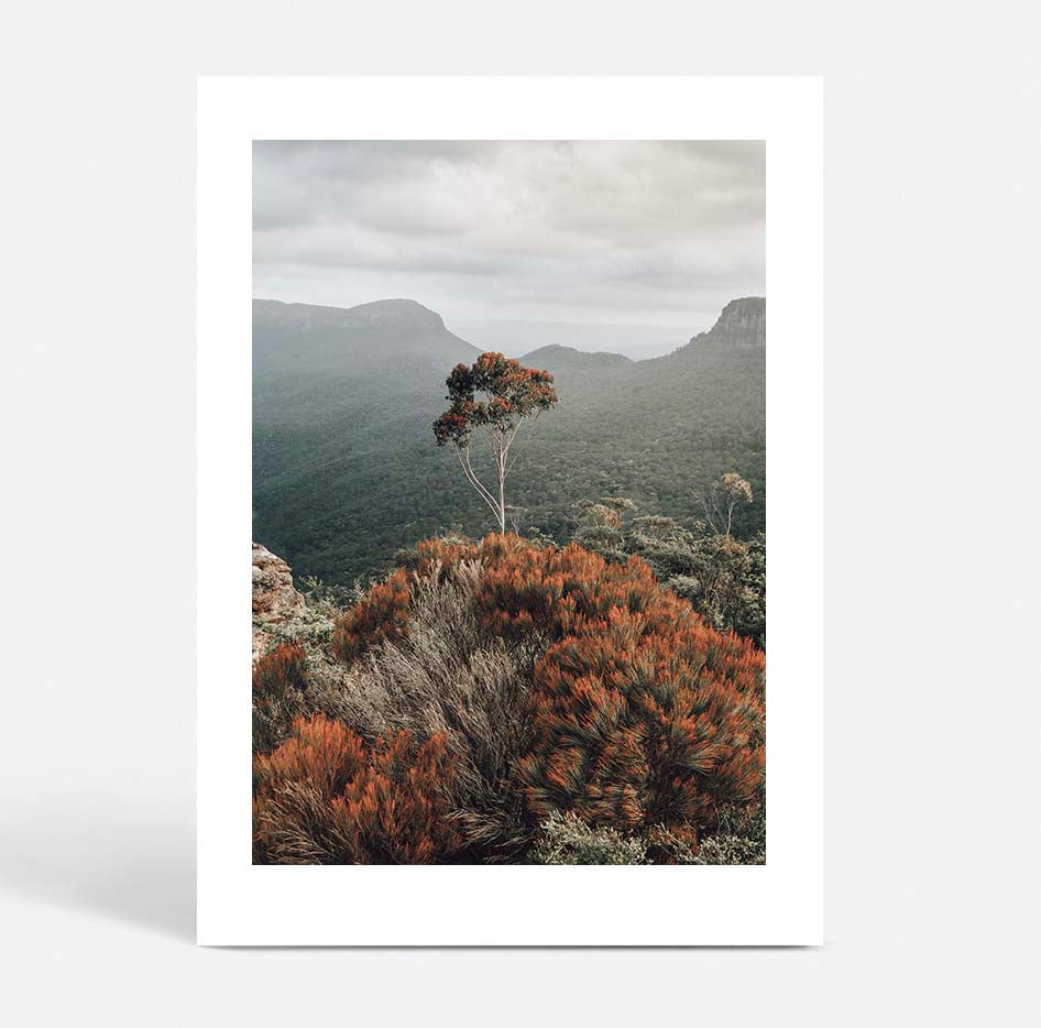 The Blue Mountains View