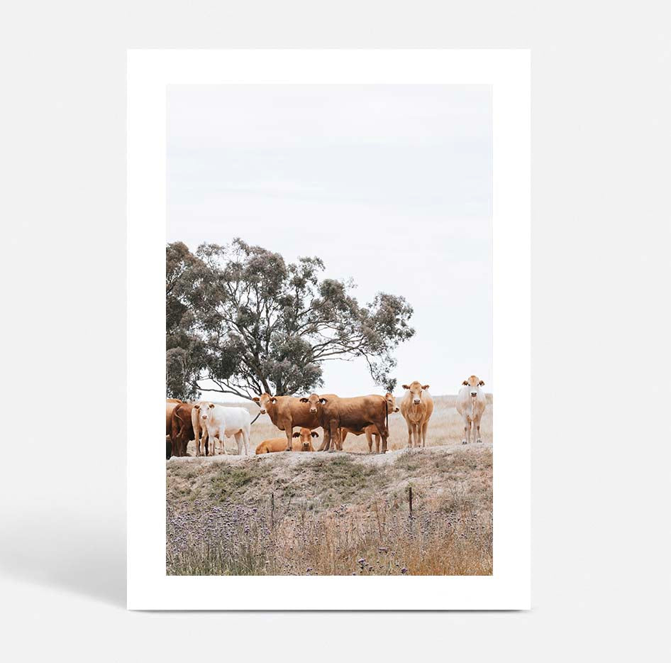 Country Cattle I