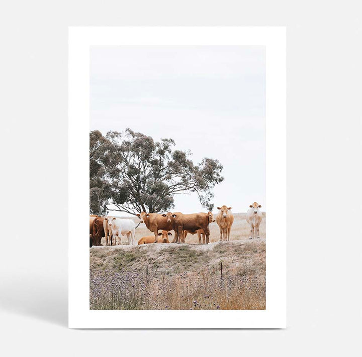 Country Cattle I