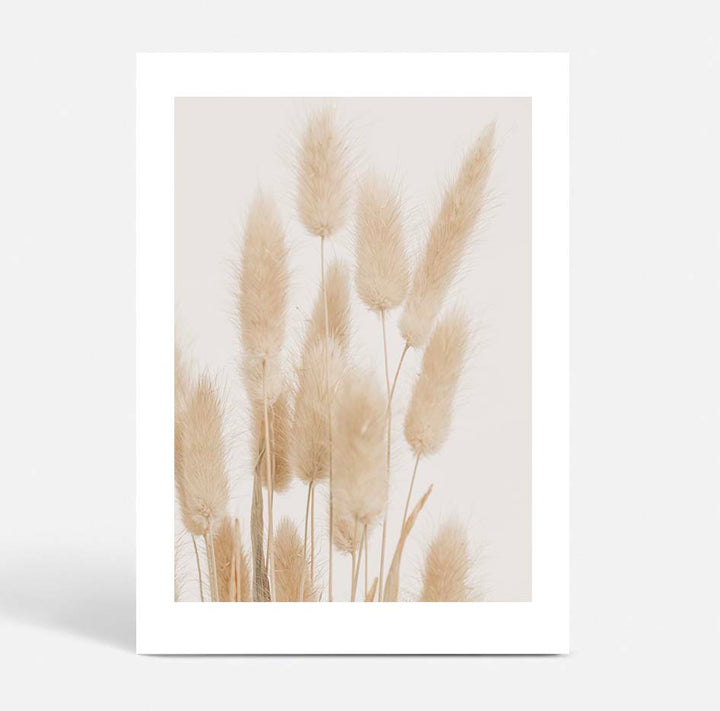 Bunny Tail Grass I