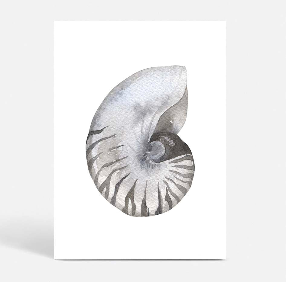 Shell no.2