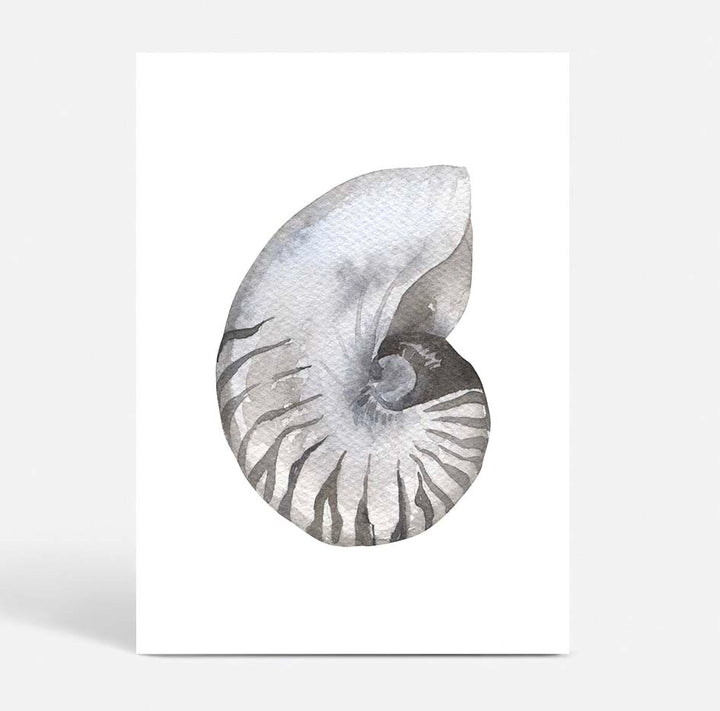 Shell no.2