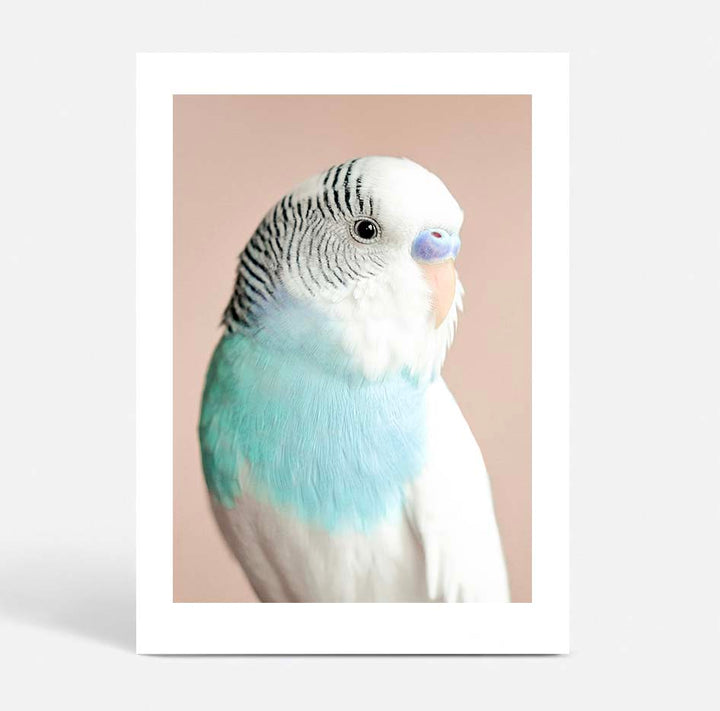 Parakeet