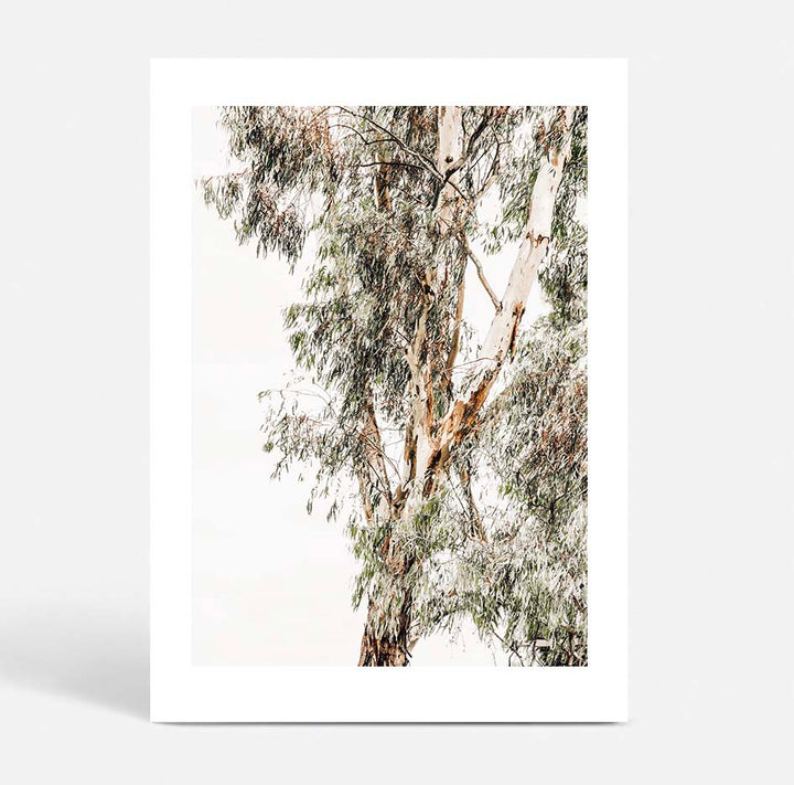 Valley Gumtrees I