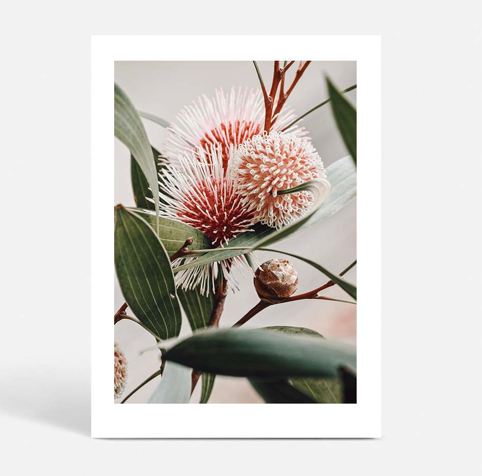 Hakea Laurina