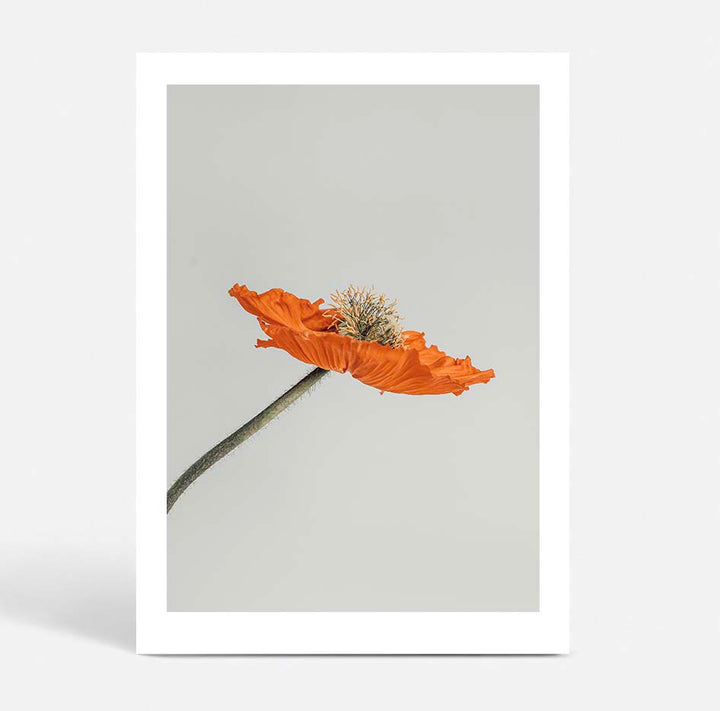 Tall Poppy I