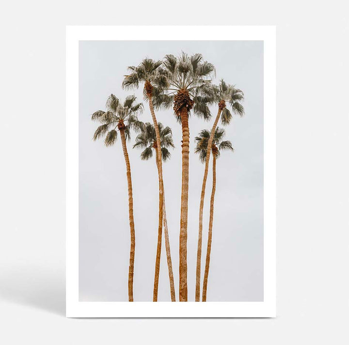 Californian Tall Palms