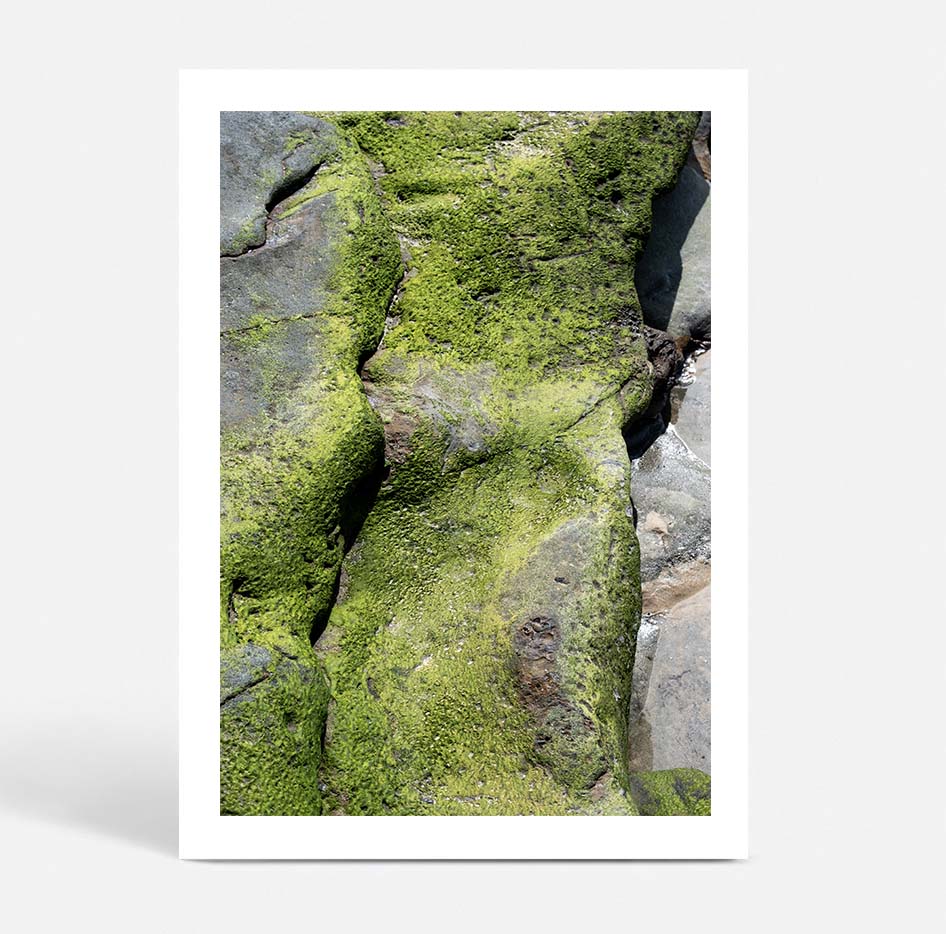 Salt & Moss III