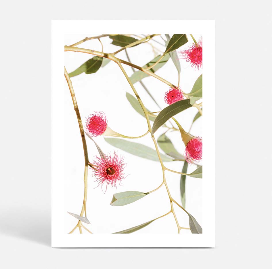 Blush Gum