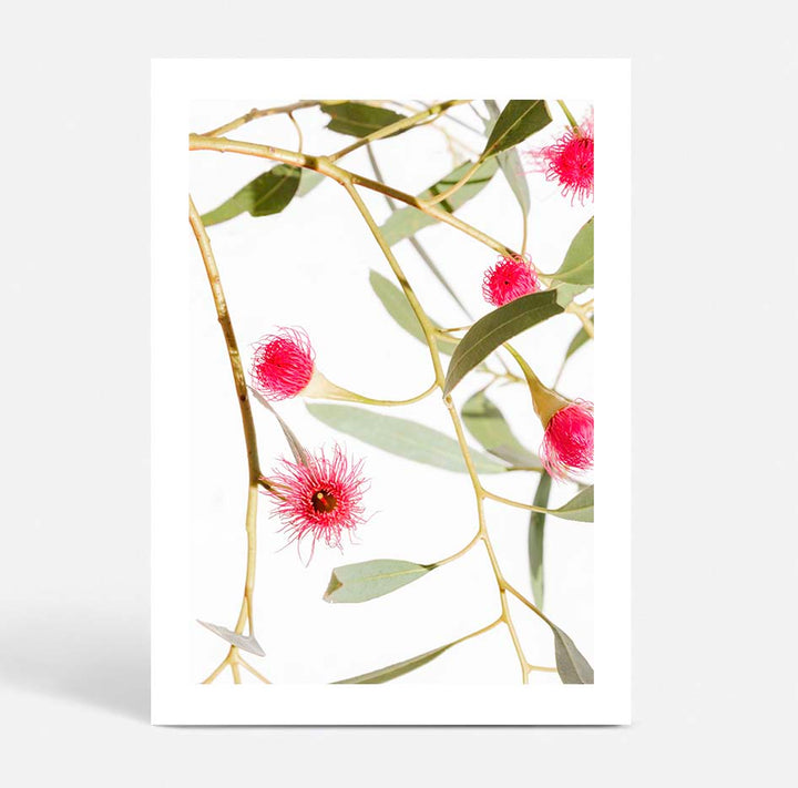 Blush Gum