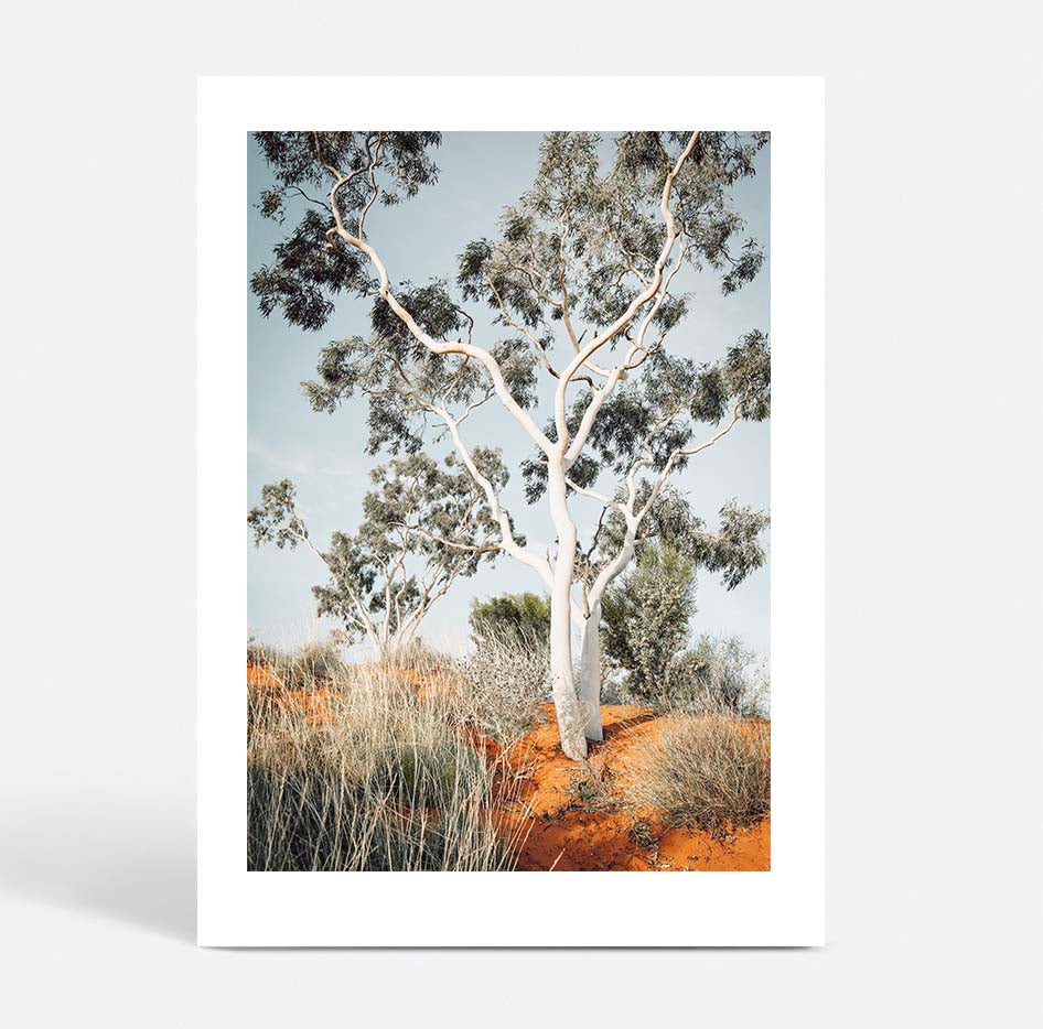 The Pilbara Gumtree- Western Australia