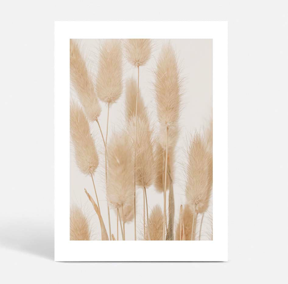 Bunny Tail Grass II