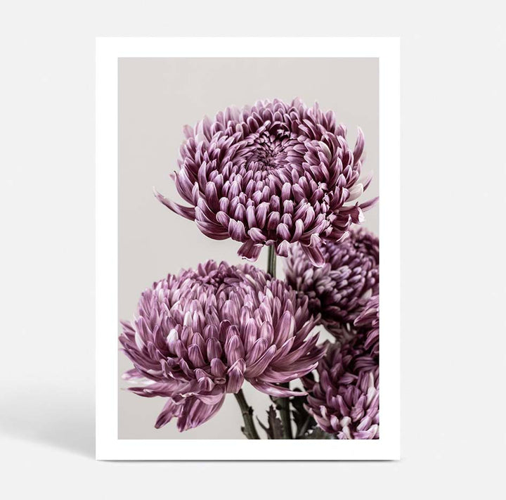 Mauve Chrysanthemum I