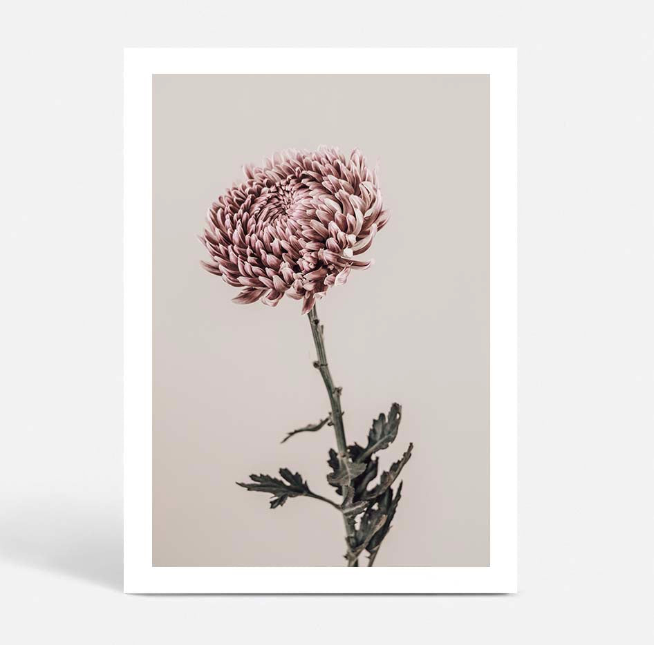 Vintage Chrysanthemums II