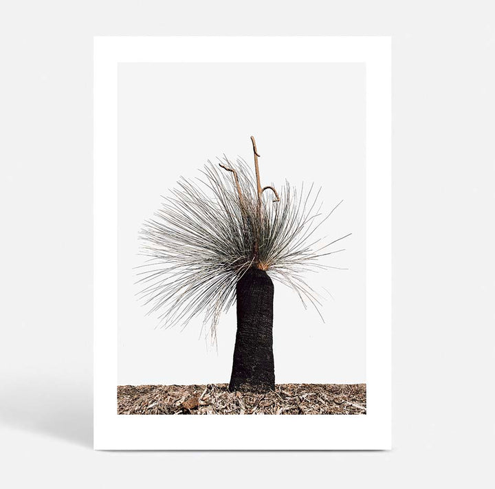 Xanthorrhoea Australis